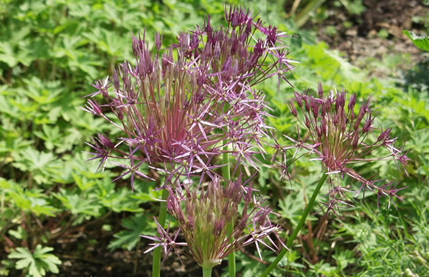Bild von Allium cristophii – Sternkugel-Lauch, Garten-Kugellauch