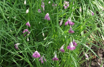 Thumbnail Allium cyathophorum – Becher-Lauch