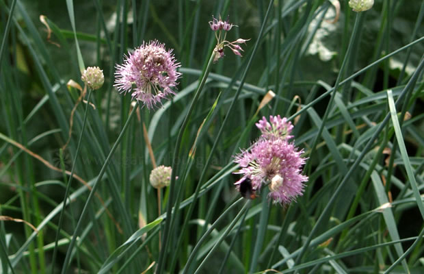 Bild von Allium hymenorrhizum – Hautwurzeliger Lauch
