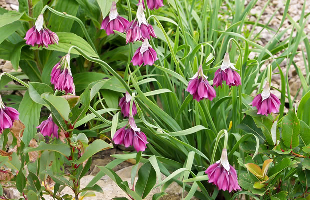 Bild von Allium narcissiflorum – Narzissenblütiger Lauch, Narzissen-Blumenlauch, Narzissen-Lauch