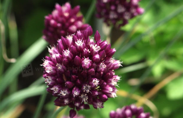 Bild von Allium rotundum – Kugeliger Lauch, Runder Lauch, Rundköpfiger Lauch