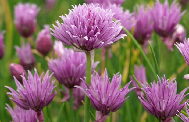 Bild von Allium schoenoprasum – Schnittlauch, Graslauch, Binsenlauch, Brislauch, Grusenich, Jakobszwiebel, Schnittling