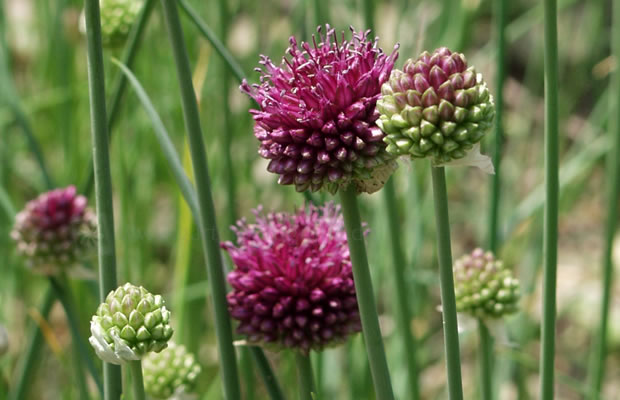 Bild von Allium sphaerocephalon – Kugelkopfiger Lauch