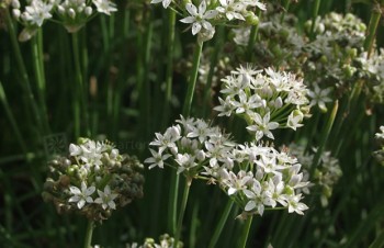 Thumbnail Allium tuberosum – Schnitt-Knoblauch