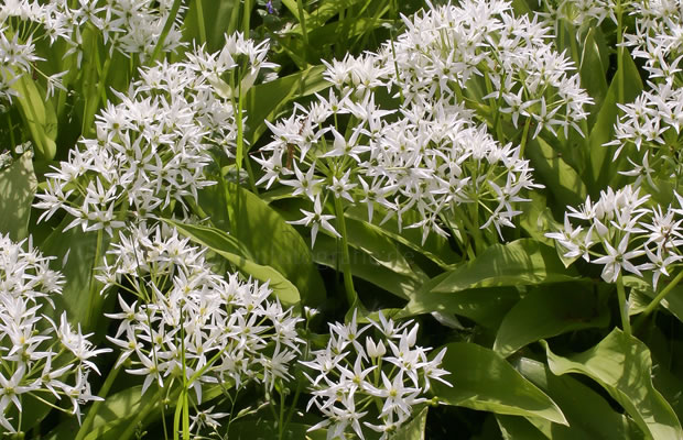 Bild von Allium ursinum – Bärlauch, Bärenlauch, Hexenzwiebel, Knoblauchspinat, Waldherre, Waldknoblauch, Wilder Knoblauch, Zigeunerlauch