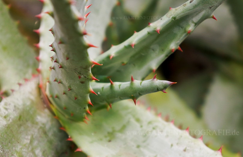 Bild von Aloe ferox – Kap-Aloe