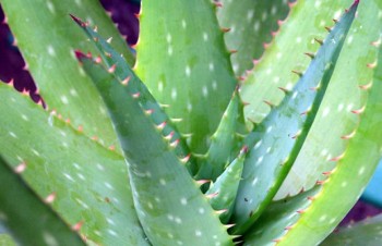 Thumbnail Aloe vera – Echte Aloe