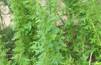 Thumbnail Ambrosia mexicana – Beifußblättriges Traubenkraut