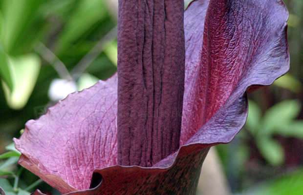 Bild von Amorphophallus konjac – Titanwurz, Teufelszunge, Tränenbaum