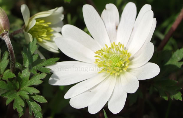 Bild von Anemone blanda ‚White Splendour‘ – Balkan-Strahlen-Anemone, Balkan-Windröschen, Strahlen-Anemone