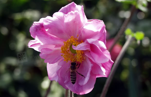 Bild von Anemone hupehensis var. japonica ‚Mont Rose‘ – Herbst-Anemone, Japanische Herbst-Anemone