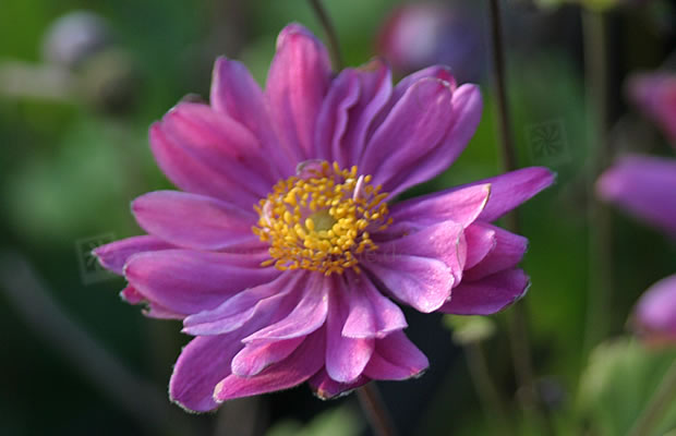 Bild von Anemone hupehensis var. japonica ‚Pamina‘ – Herbst-Anemone, Japanische Herbst-Anemone