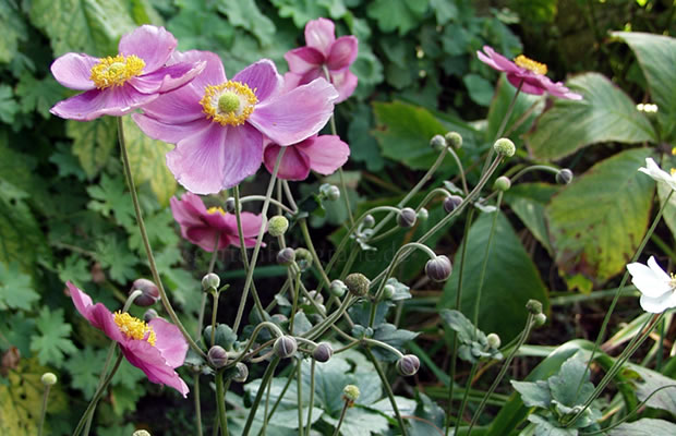 Bild von Anemone hupehensis var. japonica ‚Rosenschatz‘ – Herbst-Anemone, Japanische Herbst-Anemone