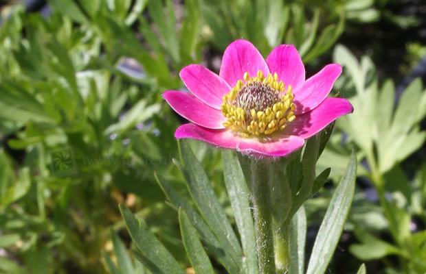 Bild von Anemone multifida ‚Rubra‘ – Frühsommer-Windröschen, Sommer-Anemone, Lesser's Anemone