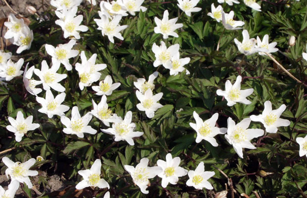 Bild von Anemone nemorosa – Buschwindröschen