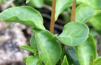 Thumbnail Anredera cordifolia – Madeirawein