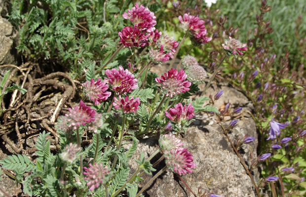 Bild von Anthyllis montana ‚Rubra‘ – Rotblühender Berg-Wundklee
