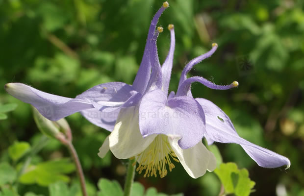 Bild von Aquilegia McKana-Group – Rocky-Mountains-Akelei, Langspornige Garten-Akelei