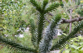 Thumbnail Araucaria araucana – Chilenische Andentanne