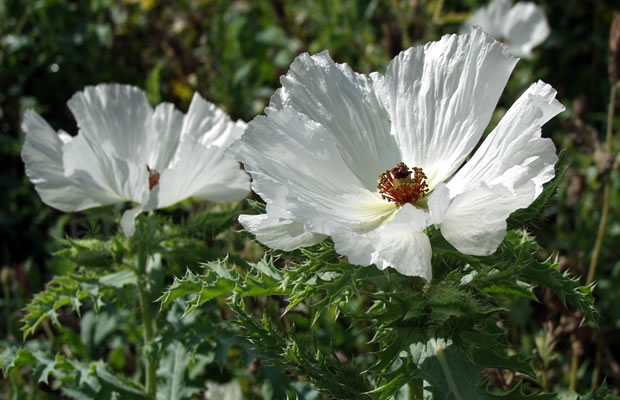 Argemone Platyceras Breitdorniger Stachelmohn PflanzenReich