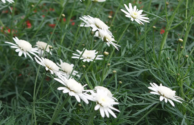 Bild von Argyranthemum frutescens ‚Alpenland‘ – Strauchmargerite
