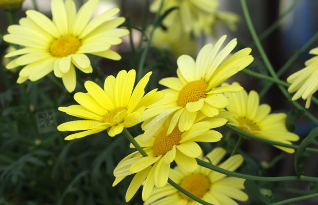 Bild von Argyranthemum frutescens ‚Beauty of Nice‘ – Strauchmargerite