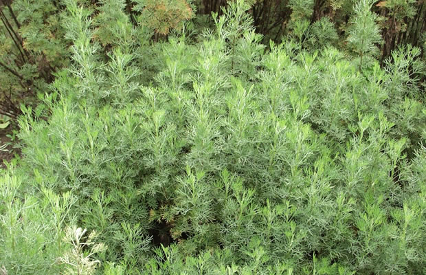 Bild von Artemisia abrotanum – Eberraute, Raute, Zitronen-Eberraute, Barthuhn, Besenkraut, Colakraut, Ebberwurz