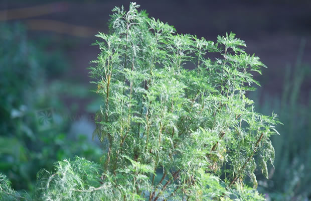 Bild von Artemisia abrotanum ssp. – Baum-Eberraute, Raute, Eberraute