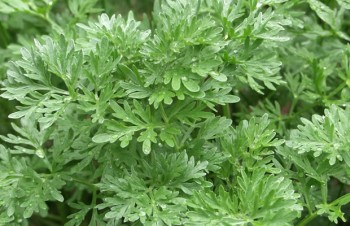 Thumbnail Artemisia absinthium – Wermut