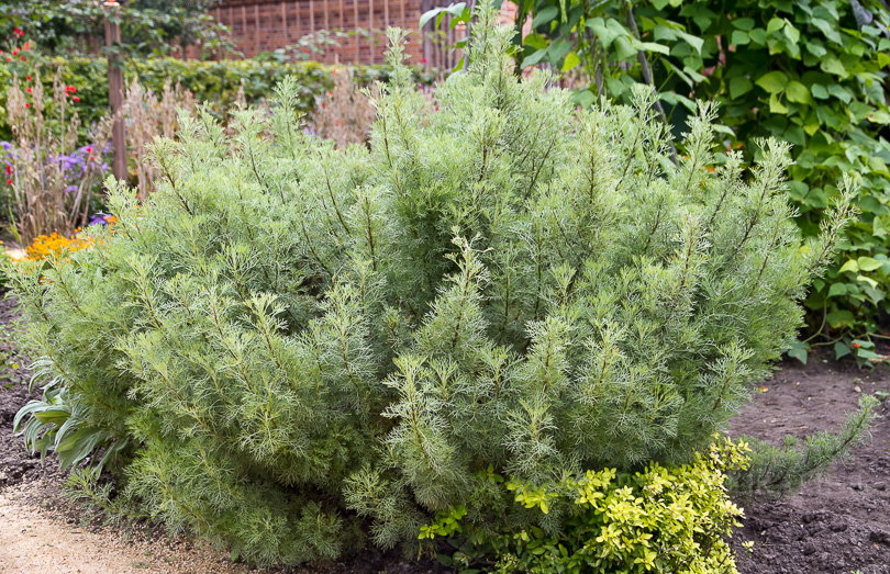 Bild von Artemisia alba – Kampfer-Eberraute, Eberraute