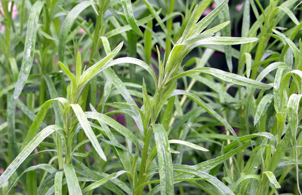 Bild von Artemisia dracunculus ‚Inodora‘ – Russischer Estragon, Estragon, Bertramkraut