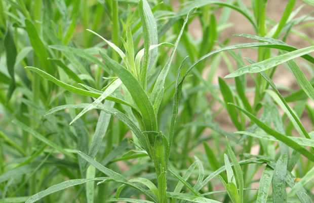 Bild von Artemisia dracunculus – Deutscher Estragon, Estragon, Bertramkraut