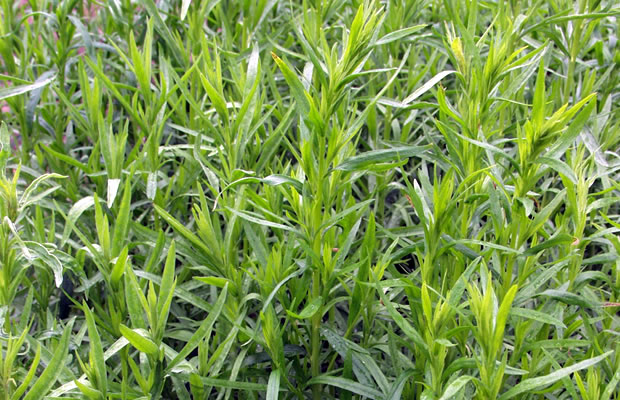 Bild von Artemisia dracunculus ‚Sativa‘ – Französischer Estragon, Estragon, Bertramkraut