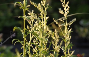 Thumbnail Artemisia lactiflora – Weißer Beifuß