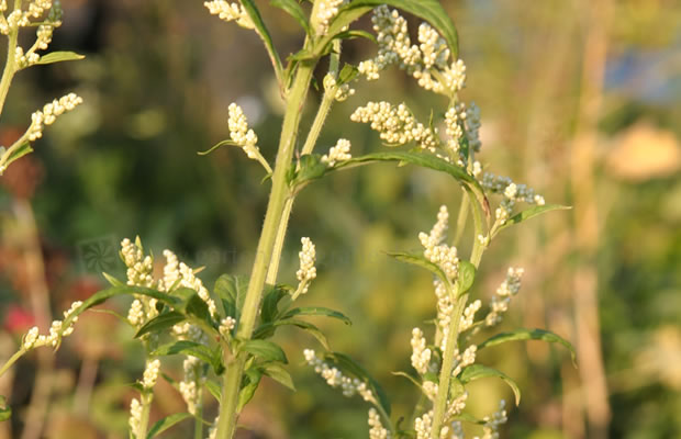 Bild von Artemisia lactiflora ‚Elfenbein‘ – Weißer Beifuß, China-Beifuß, Chinesischer Beifuß, Weißer China-Beifuß