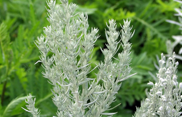 Bild von Artemisia ludoviciana – Silberraute, Silber-Wermut, Silbriger Garten-Wermut