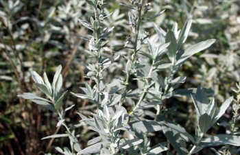 Thumbnail Artemisia ludoviciana ‚Silver Queen‘ – Silberraute