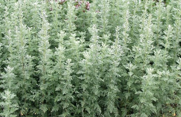 Bild von Artemisia pontica – Römischer Wermut, Pontischer Beifuß, Pontischer Wermut