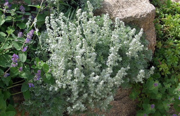 Bild von Artemisia schmidtiana ‚Nana‘ – Zwerg-Silberraute, Zwerg-Wermut
