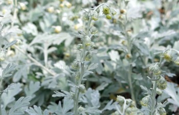 Thumbnail Artemisia stelleriana – Strandwermut