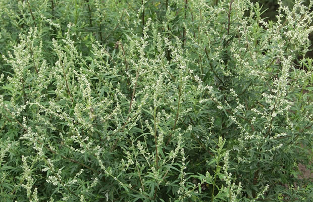 Bild von Artemisia vulgaris – Beifuß, Gänsekraut, Besenkraut, Fliegenkraut, Jungfernkraut, Weiberkraut, Sennenwendkraut, Johannesgürtelkraut, Wilder Wermut