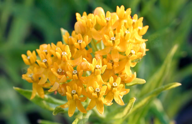 Bild von Asclepias tuberosa ‚Gay Butterflies‘ – Knollige Seidenblume