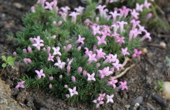 Thumbnail Asperula lilaciflora – Rasiger Meier