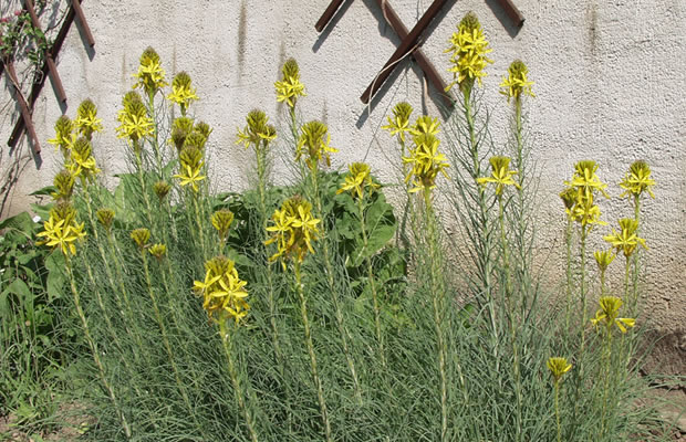 Bild von Asphodeline lutea – Gelber Affodill, Mittelmeer-Junkerlilie, Goldwurz