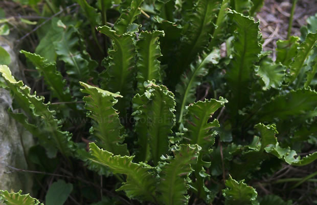 Bild von Asplenium scolopendrium ‚Angustifolium‘ – Hirschzungenfarn, Hirschzunge