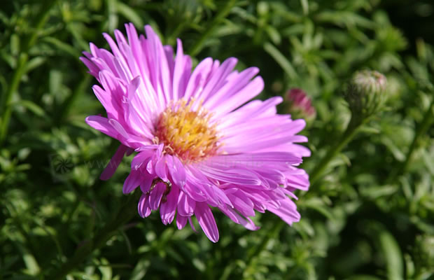 Bild von Aster dumosus ‚Heinz Richard‘ – Kissenaster, Herbstaster