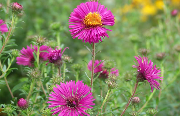 Bild von Aster novae-angliae ‚Andenken an Paul Gerber‘ – Raublatt-Aster, Neuengland-Aster