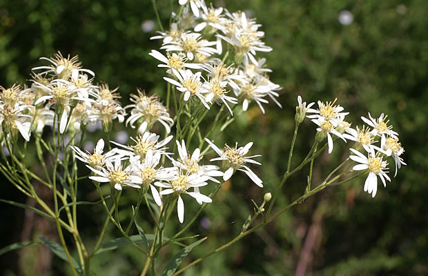 Bild von Aster umbellatus ‚Weißer Schirm‘ – Doldige-Aster, Kleinblumige Garten-Aster