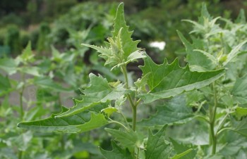 Thumbnail Atriplex hortensis – Gartenmelde