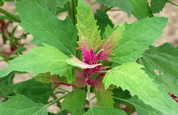 Bild von Atriplex hortensis var. rubra – Rotblättrige Gartenmelde, Spanischer Salat